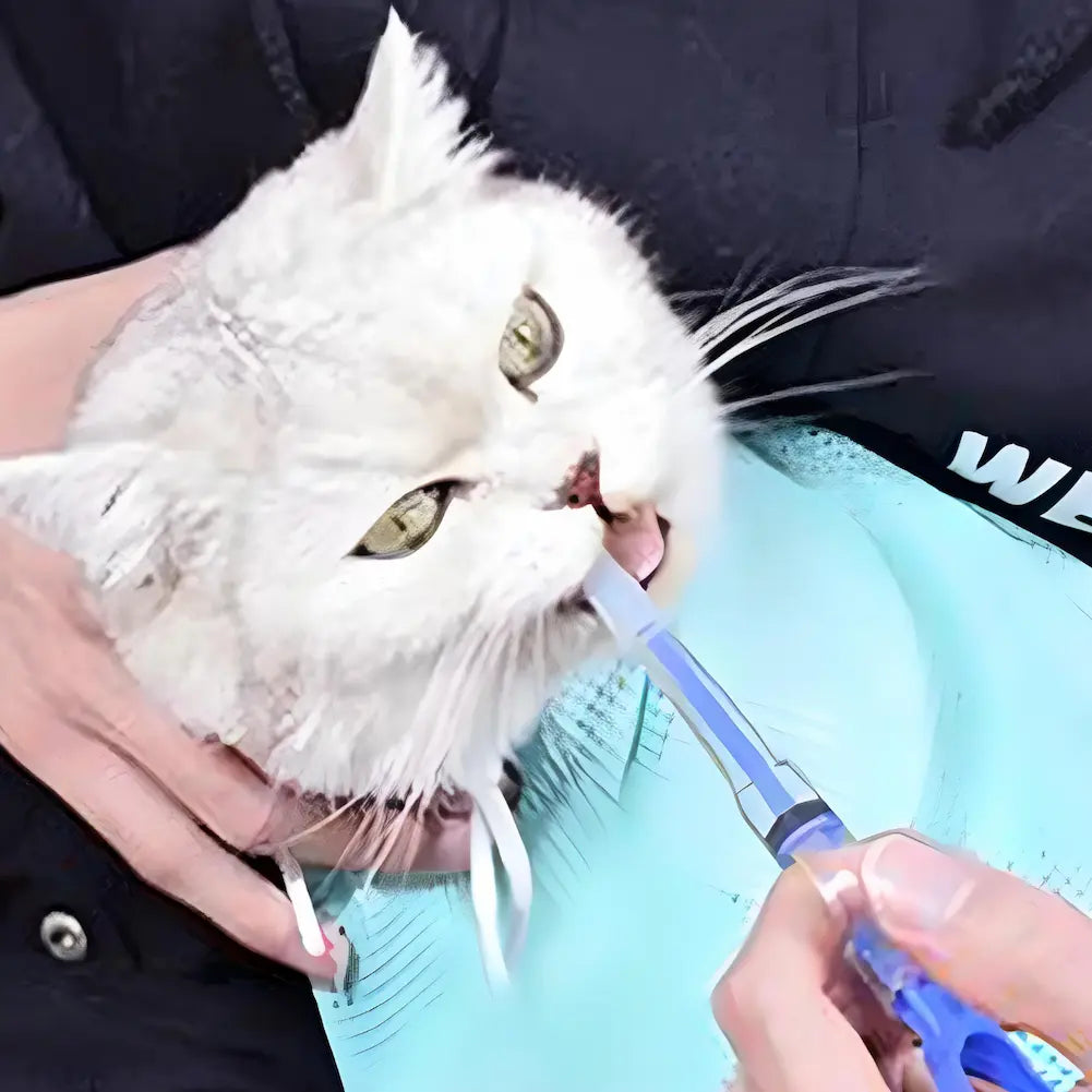 A imagem mostra um gato branco sendo segurado enquanto uma pessoa escova seus dentes com uma escova de dentes azul. O gato está envolto em uma bolsa de rede azul clara e é segurado firmemente, com a cabeça e parte do corpo visíveis. O gato parece calmo e colaborativo durante o processo.